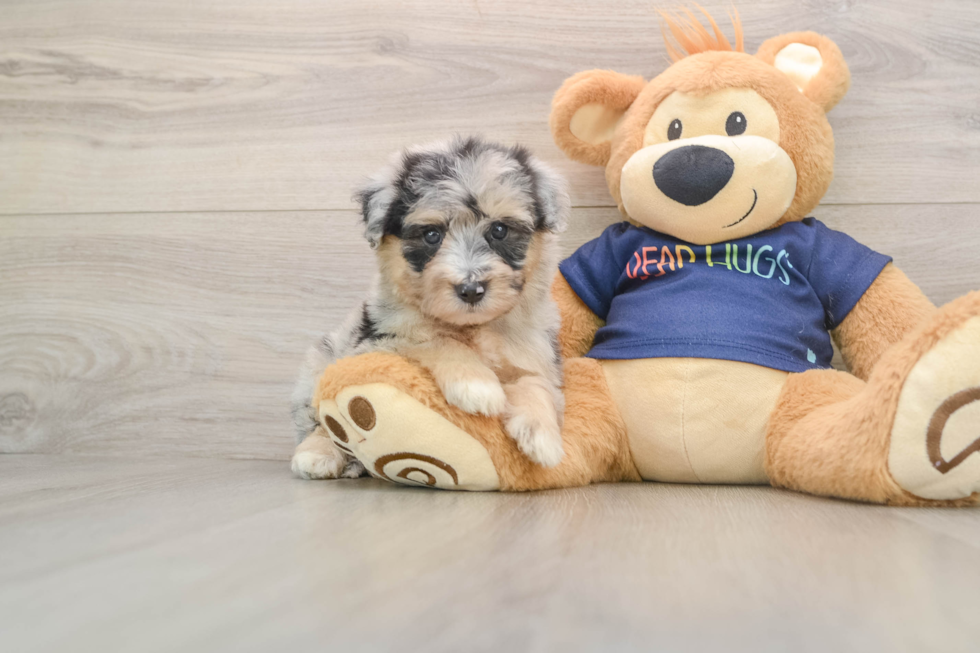 Mini Aussiedoodle Pup Being Cute