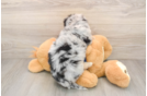 Happy Mini Aussiedoodle Baby