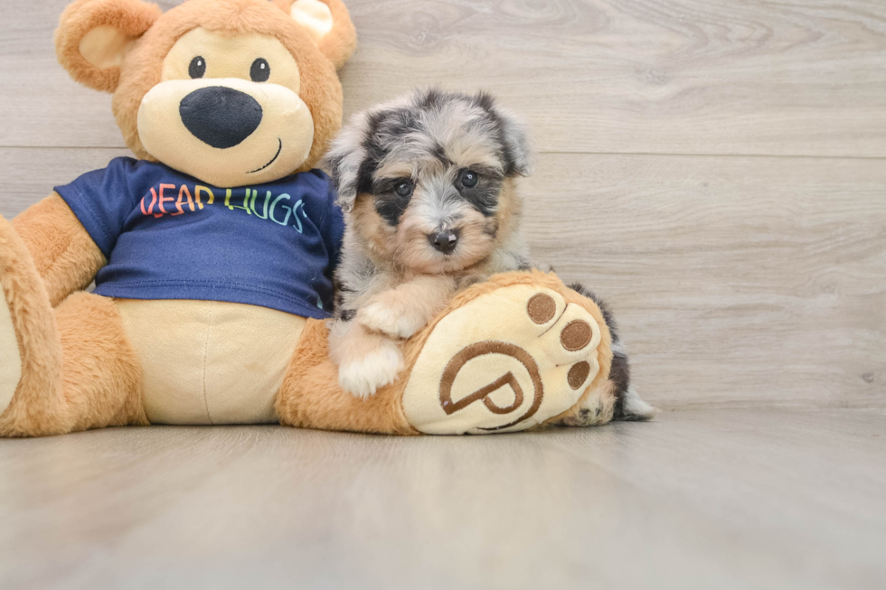 Petite Mini Aussiedoodle Poodle Mix Pup