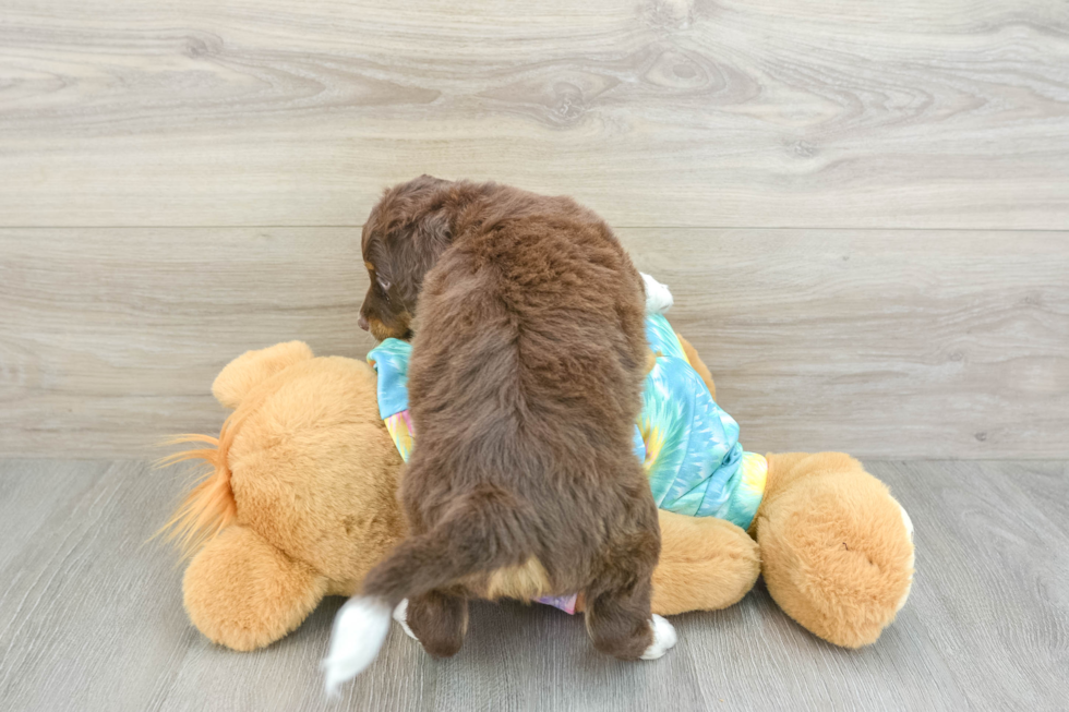 Funny Mini Aussiedoodle Poodle Mix Pup