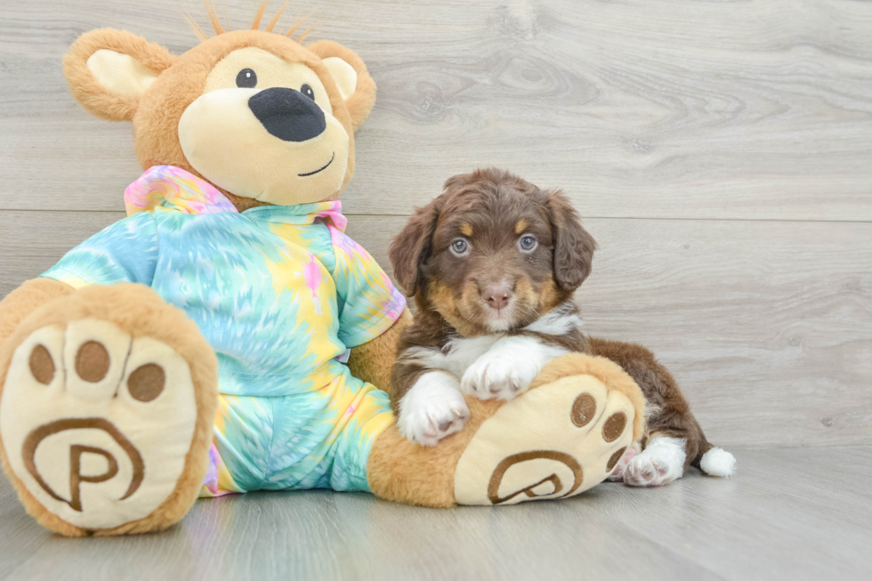 Cute Mini Aussiedoodle Baby