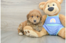 Mini Aussiedoodle Puppy for Adoption