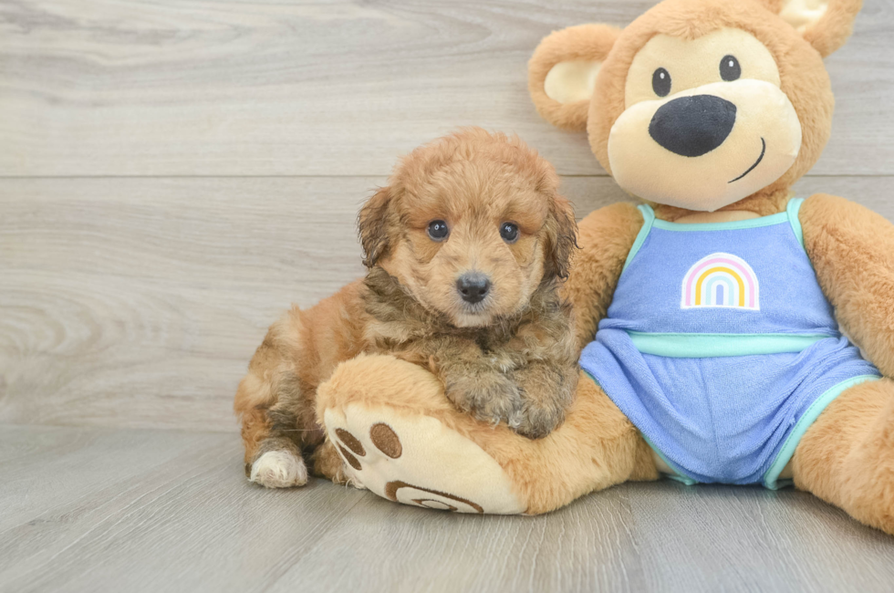 5 week old Mini Aussiedoodle Puppy For Sale - Windy City Pups