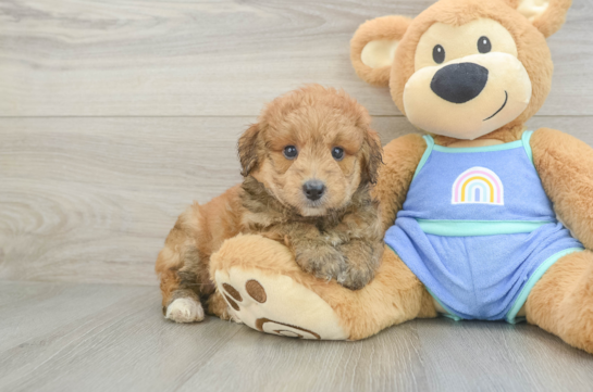 Mini Aussiedoodle Puppy for Adoption