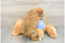 Best Mini Aussiedoodle Baby