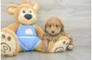Cute Mini Aussiedoodle Baby