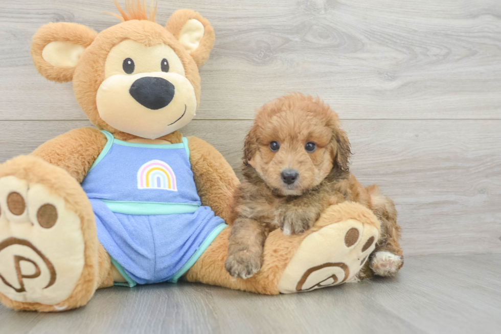 Cute Mini Aussiedoodle Baby