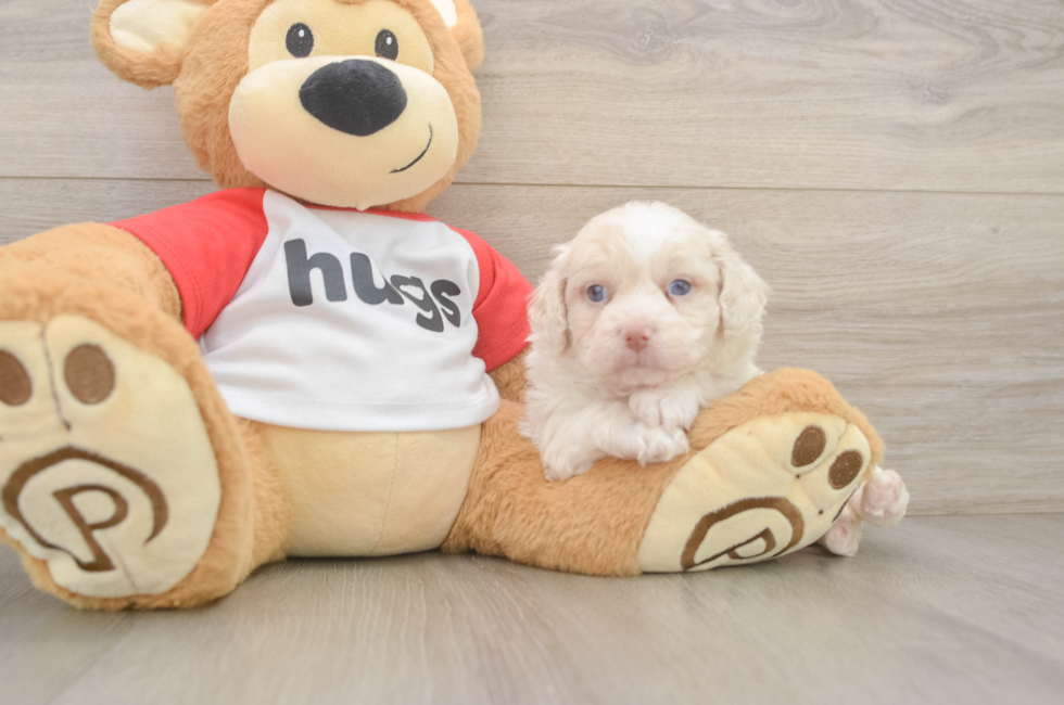 5 week old Mini Aussiedoodle Puppy For Sale - Windy City Pups