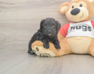 7 week old Mini Aussiedoodle Puppy For Sale - Windy City Pups