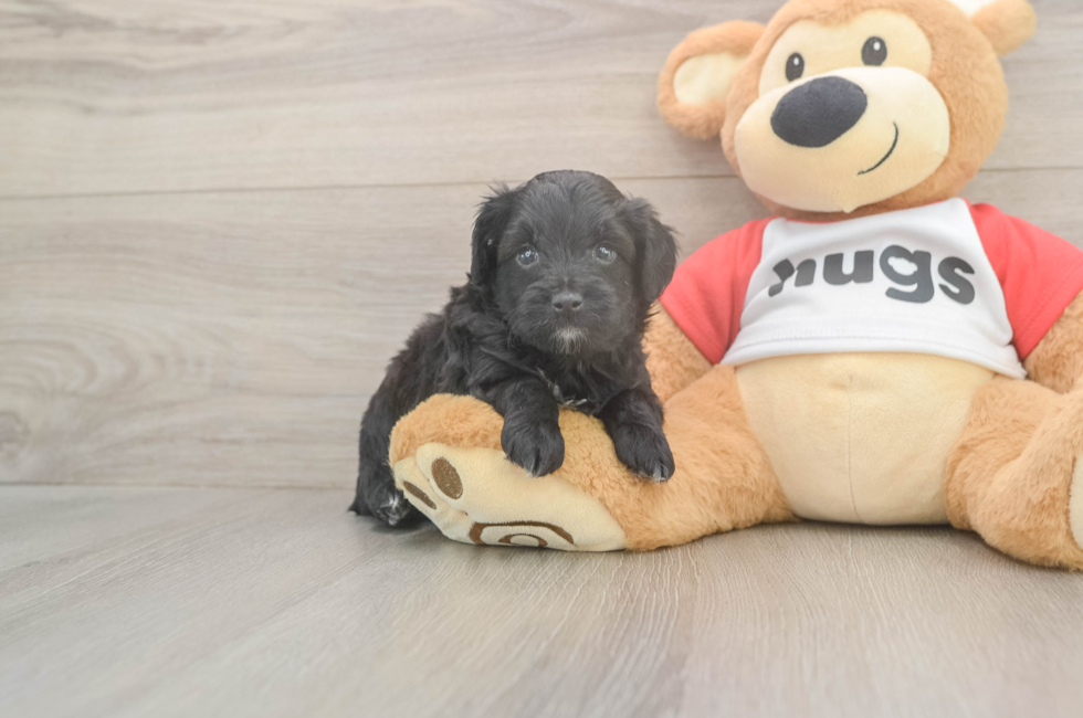 5 week old Mini Aussiedoodle Puppy For Sale - Windy City Pups