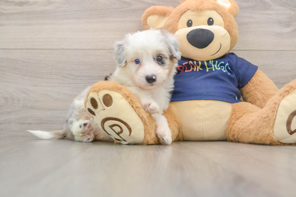 Funny Mini Aussiedoodle Poodle Mix Pup