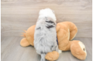 Mini Aussiedoodle Pup Being Cute
