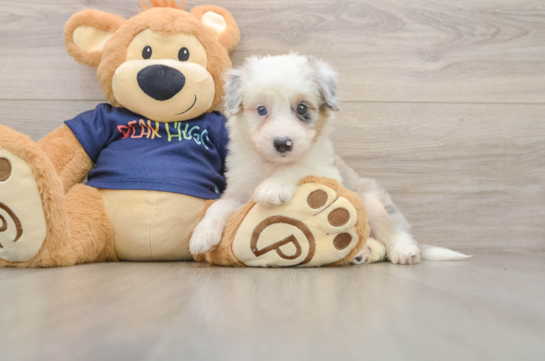 Mini Aussiedoodle Pup Being Cute