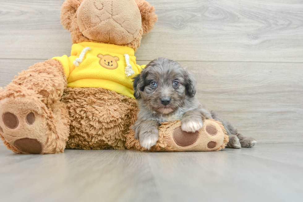 Cute Mini Aussiedoodle Baby