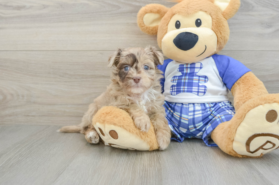 6 week old Mini Aussiedoodle Puppy For Sale - Windy City Pups