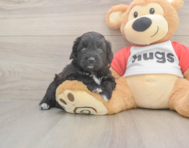 6 week old Mini Aussiedoodle Puppy For Sale - Windy City Pups