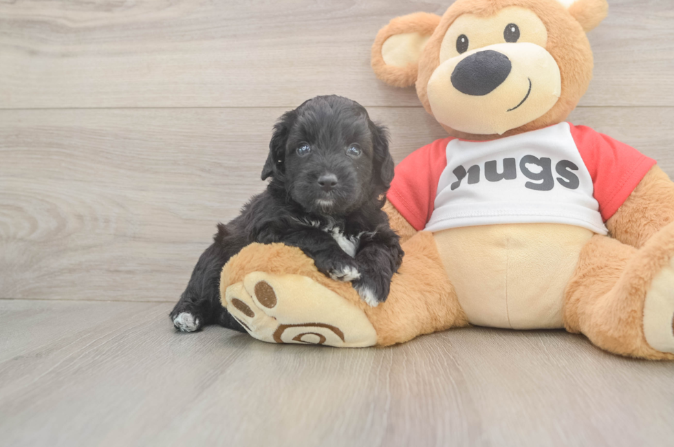 5 week old Mini Aussiedoodle Puppy For Sale - Windy City Pups