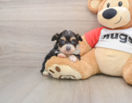 9 week old Mini Aussiedoodle Puppy For Sale - Windy City Pups