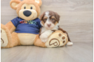 Mini Aussiedoodle Pup Being Cute