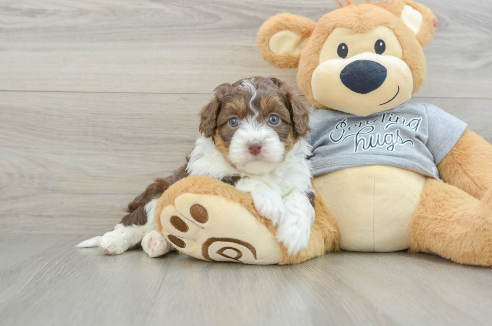 5 week old Mini Aussiedoodle Puppy For Sale - Windy City Pups