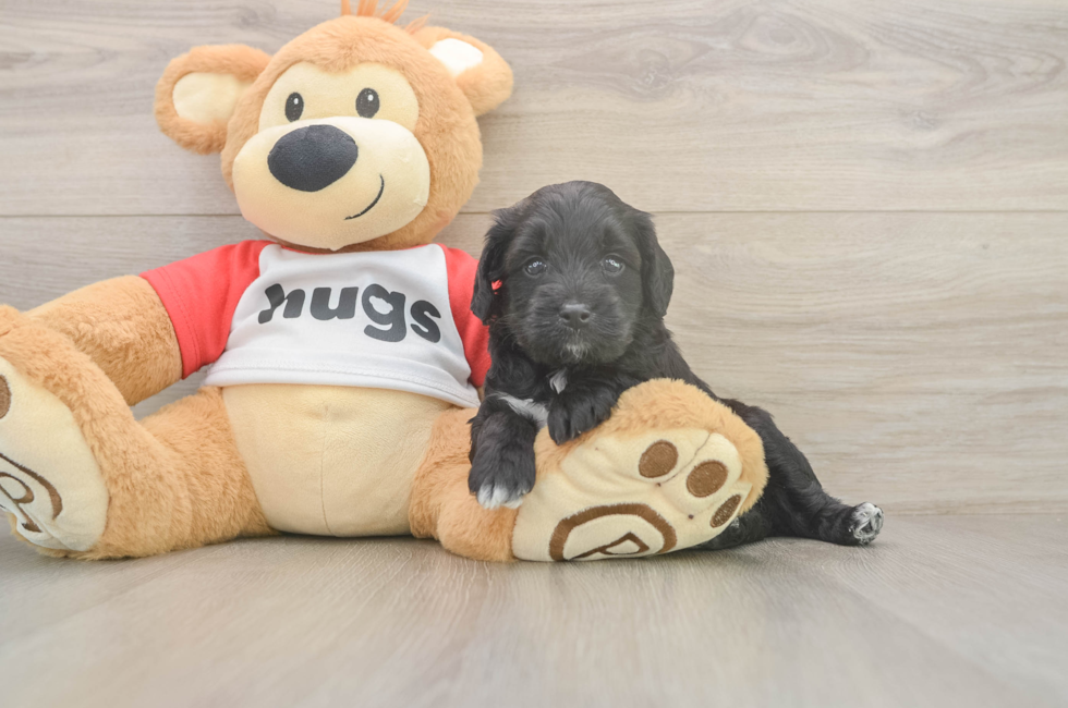 5 week old Mini Aussiedoodle Puppy For Sale - Windy City Pups