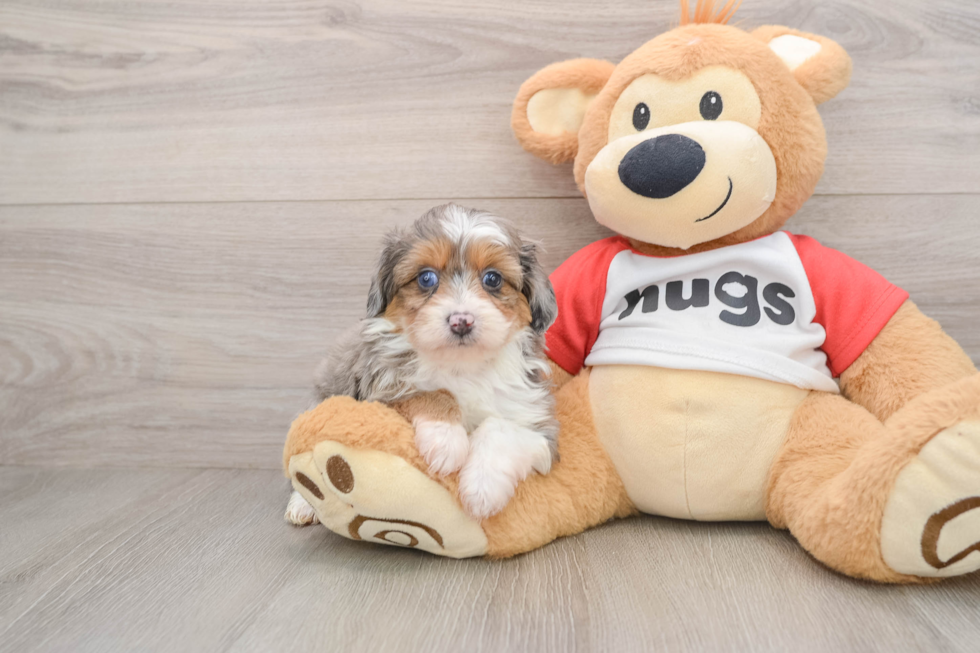 Funny Mini Aussiedoodle Poodle Mix Pup