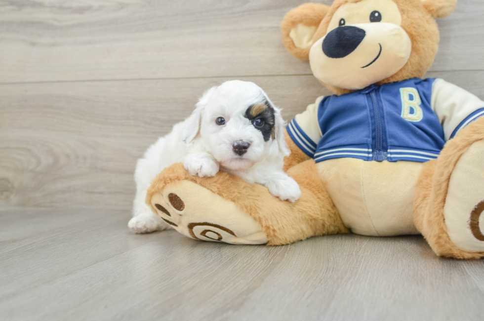 5 week old Mini Aussiedoodle Puppy For Sale - Windy City Pups