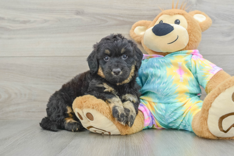 Mini Aussiedoodle Puppy for Adoption