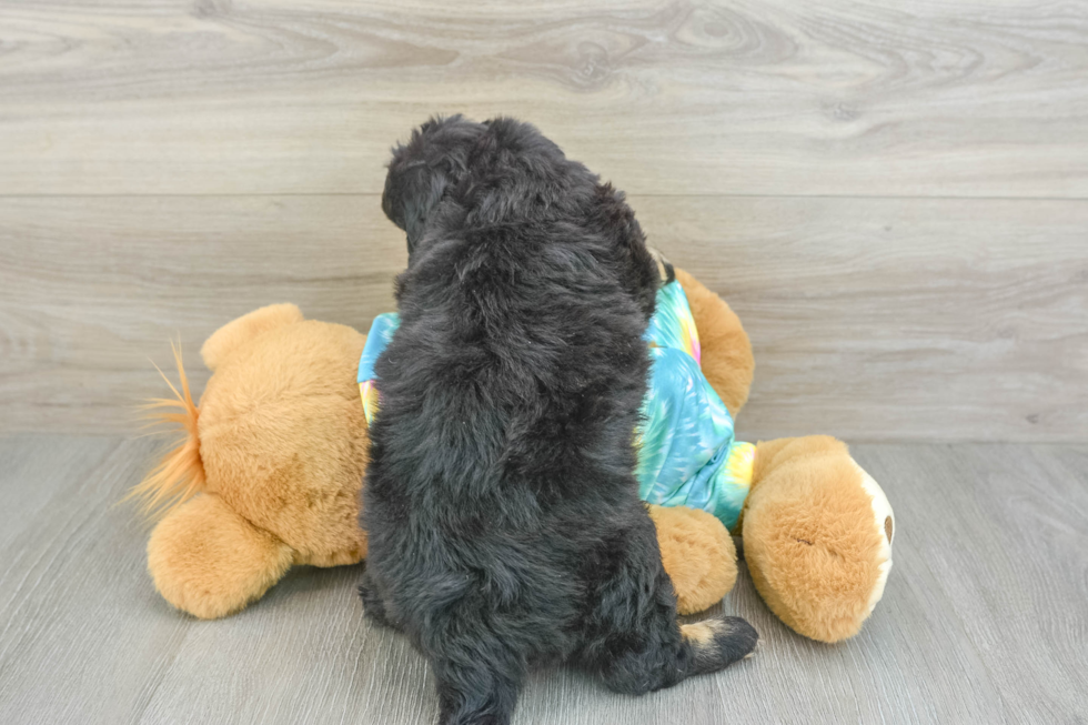 Mini Aussiedoodle Puppy for Adoption