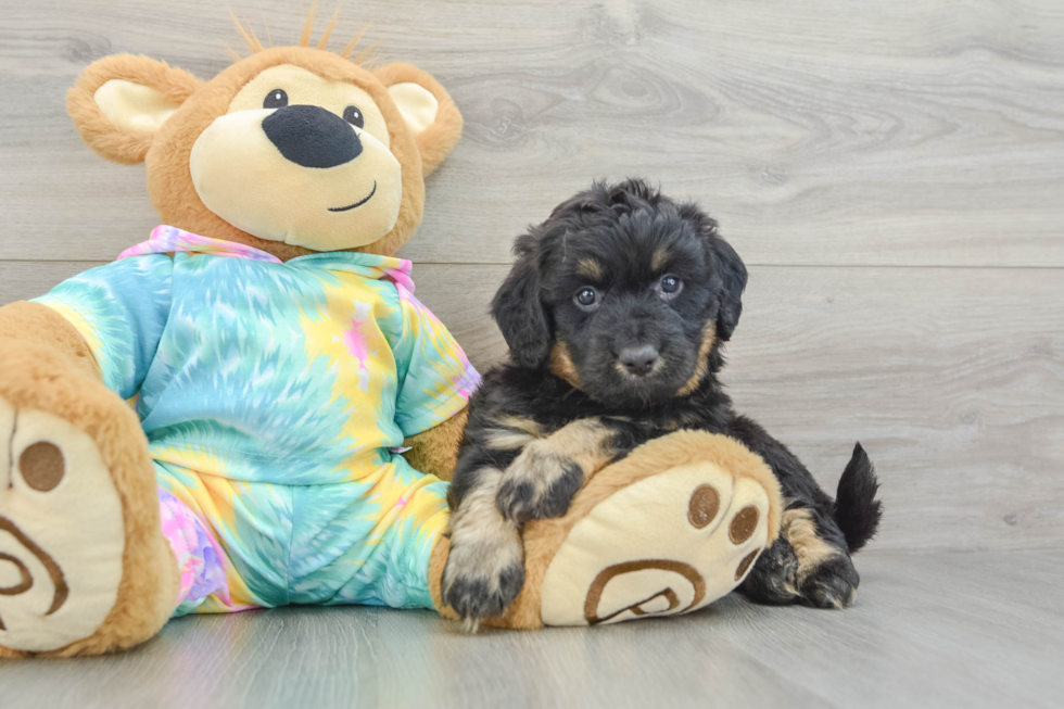 Mini Aussiedoodle Puppy for Adoption
