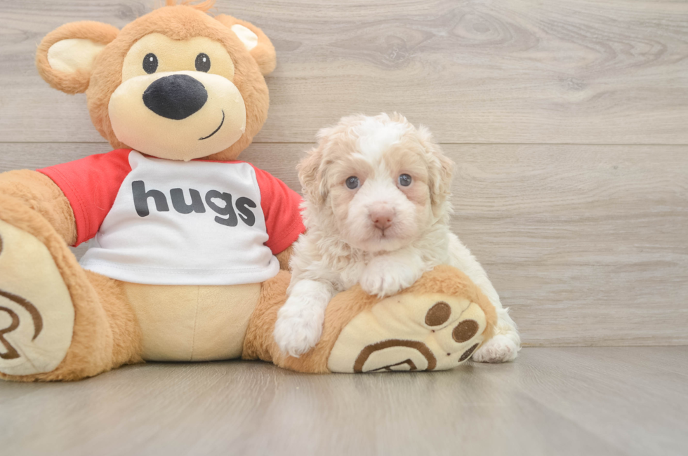 5 week old Mini Aussiedoodle Puppy For Sale - Windy City Pups