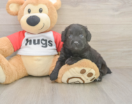 6 week old Mini Aussiedoodle Puppy For Sale - Windy City Pups