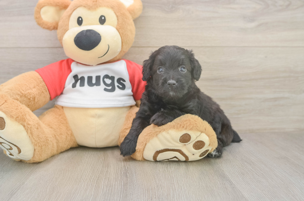 5 week old Mini Aussiedoodle Puppy For Sale - Windy City Pups