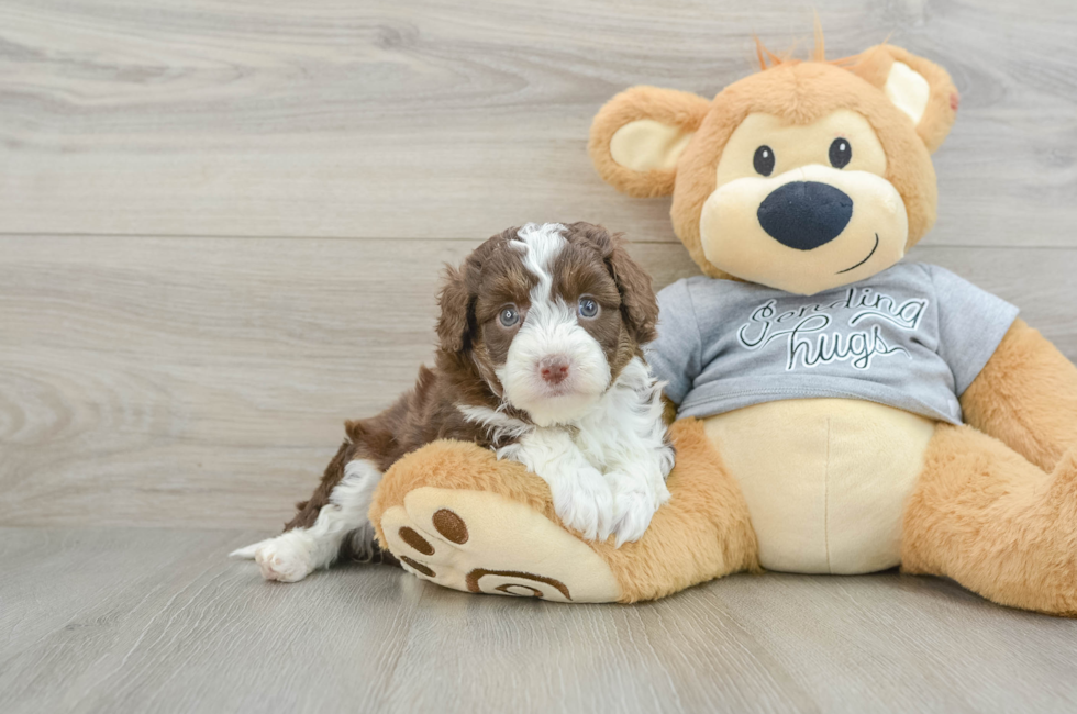 5 week old Mini Aussiedoodle Puppy For Sale - Windy City Pups