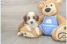 Best Mini Aussiedoodle Baby