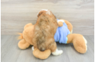Sweet Mini Aussiedoodle Baby