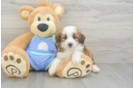 Playful Mini Aussiepoodle Poodle Mix Puppy
