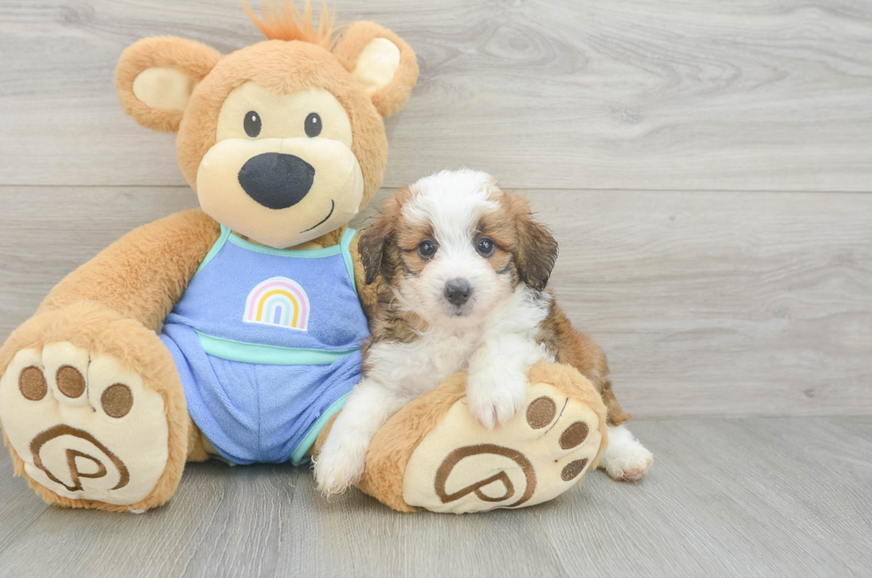 5 week old Mini Aussiedoodle Puppy For Sale - Windy City Pups