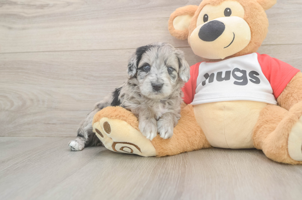 5 week old Mini Aussiedoodle Puppy For Sale - Windy City Pups