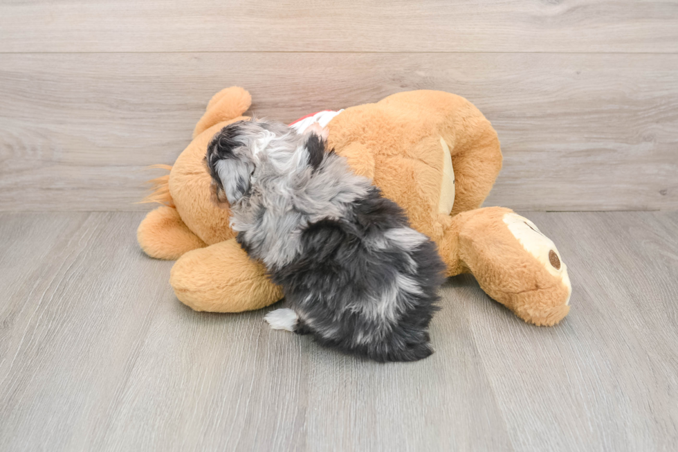 Mini Aussiedoodle Puppy for Adoption