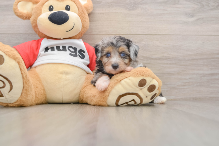 Friendly Mini Aussiedoodle Baby