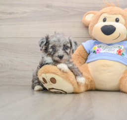 7 week old Mini Aussiedoodle Puppy For Sale - Windy City Pups