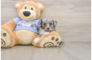 Mini Aussiedoodle Puppy for Adoption