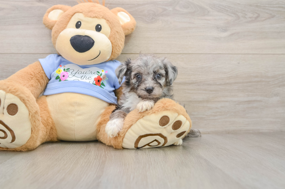 Mini Aussiedoodle Puppy for Adoption