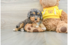 Mini Aussiedoodle Pup Being Cute