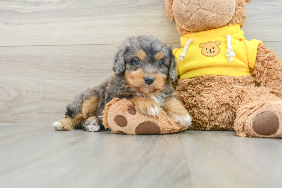 Mini Aussiedoodle Pup Being Cute