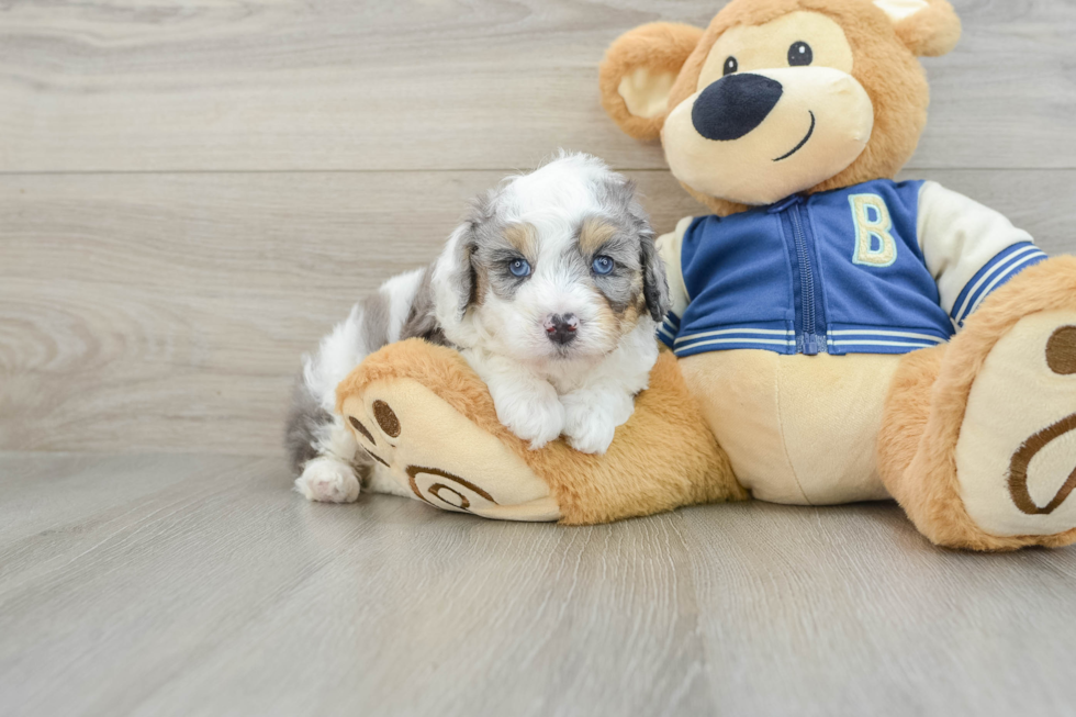 Small Mini Aussiedoodle Baby