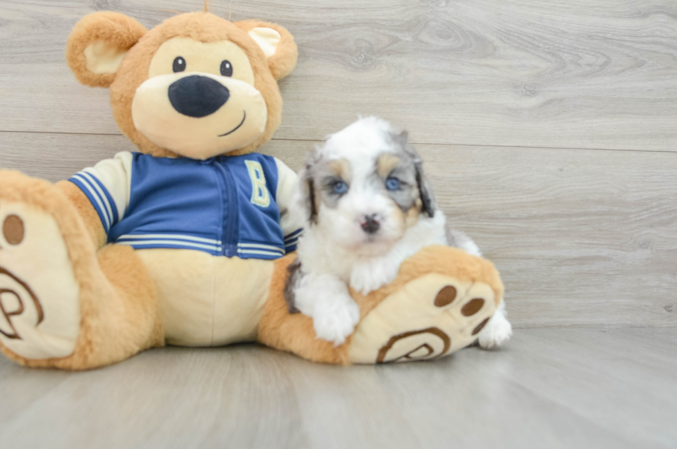 5 week old Mini Aussiedoodle Puppy For Sale - Windy City Pups