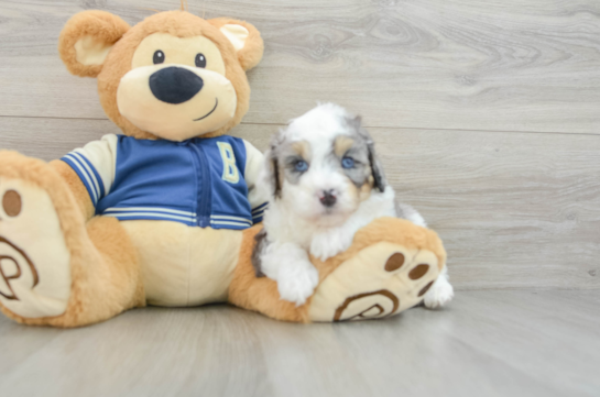 Best Mini Aussiedoodle Baby