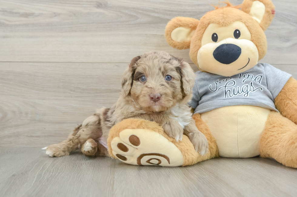 5 week old Mini Aussiedoodle Puppy For Sale - Windy City Pups